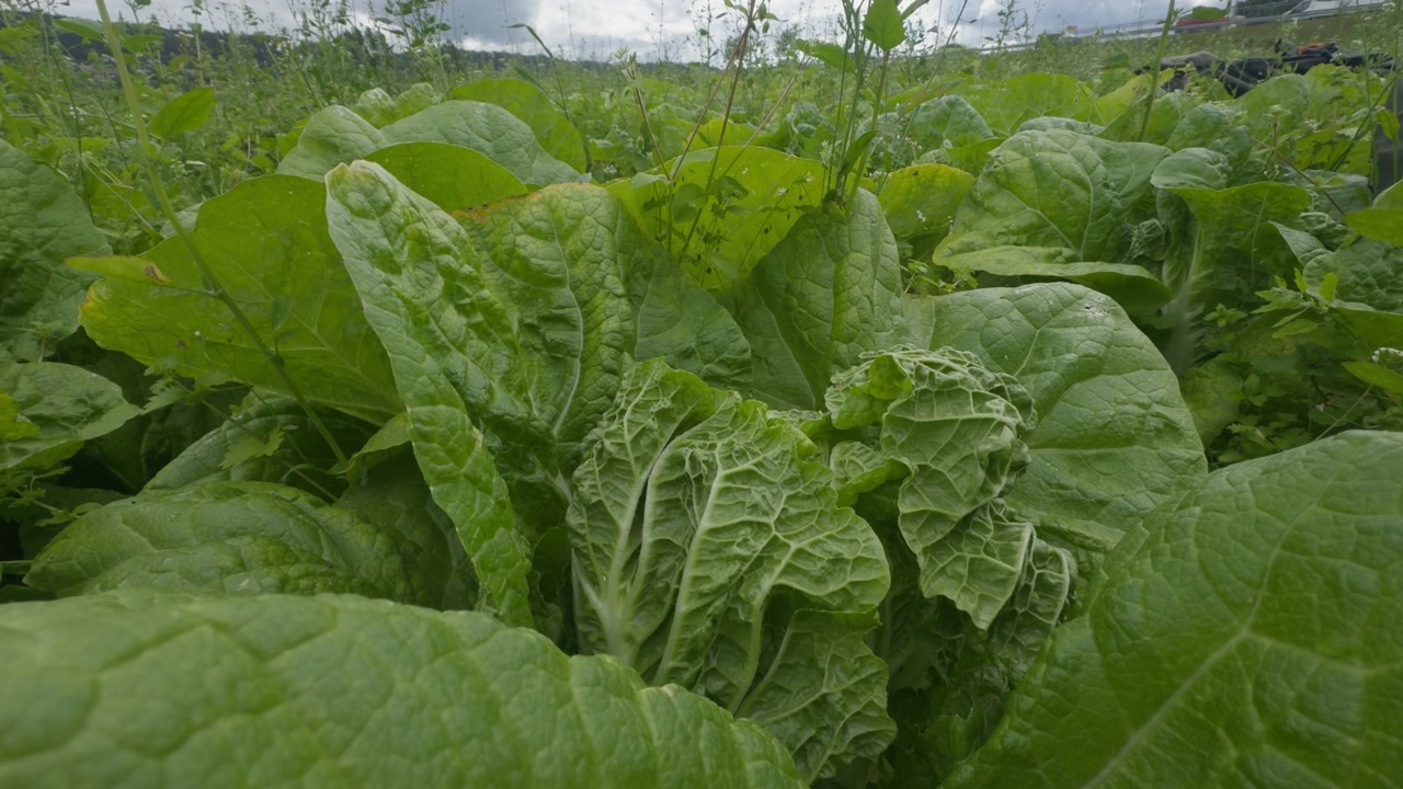 A static close-up showcasing rows of fully grown, mature Chinese cabbage crops on a Scandinavian farm. The vibrant green crinkled leaves are densely packed and healthy, indicating a rich, high-yield v