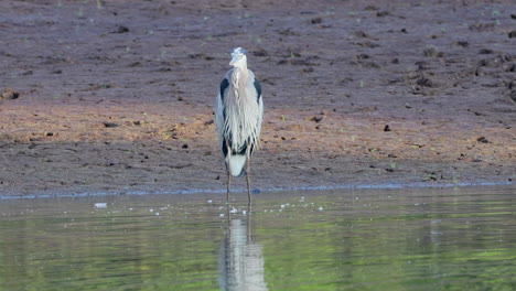 una garza gris de pie en un estanque mirando a su alrededor