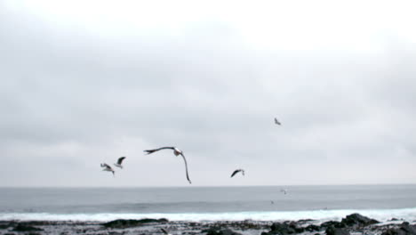 colony of bird flying by the sea