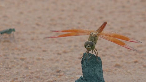 dragonfly on top of wood in the sand