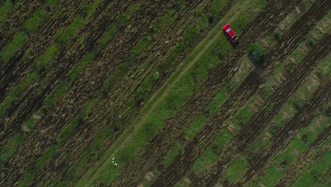 walking in a field of avocados with a drone going up