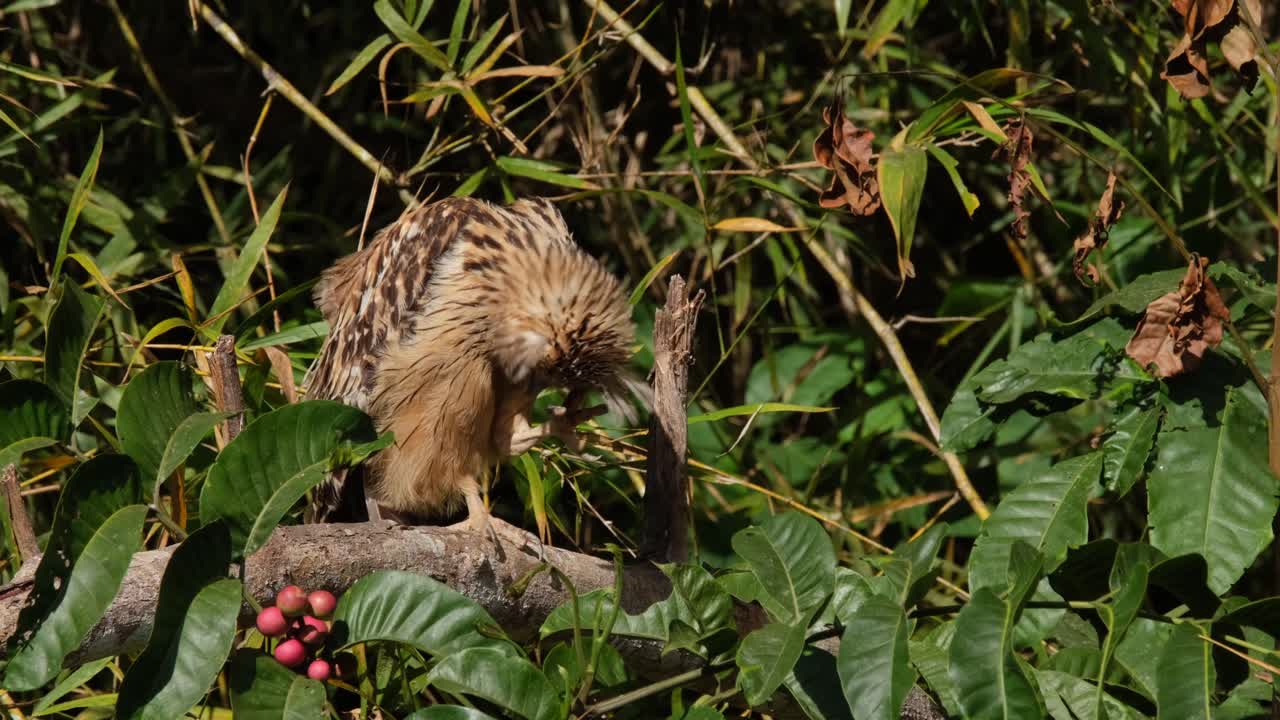rascándose la cabeza con el pie izquierdo mientras se alza en una rama de un árbol frutal, búho pez buffy ketupa ketupu, tailandia