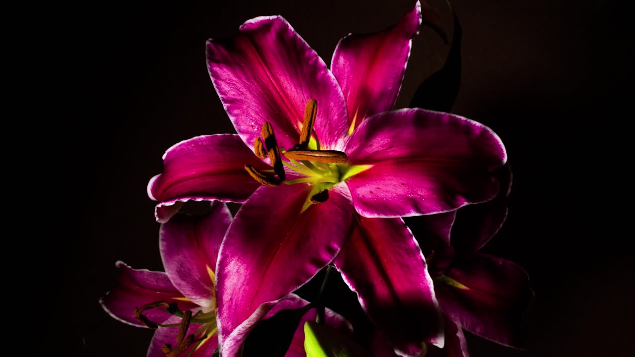 Red Lily opening on black background
