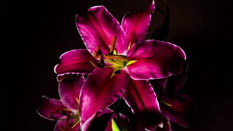 Red-Lily-opening-on-black-background