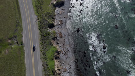 top view of basking elephant seals off highway 1 in california, west coast, usa. aerial drone shot