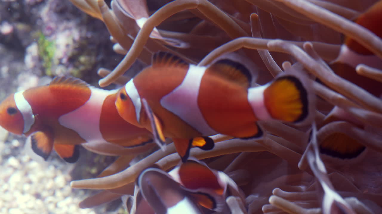 Clownfish swim in coral reef, colorful underwater scene with vibrant marine life