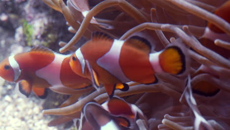 clownfish swim in coral reef, colorful underwater scene with vibrant marine life