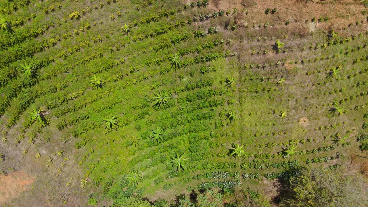 Aerial view of a coffee plantation in full bloom during daylight.