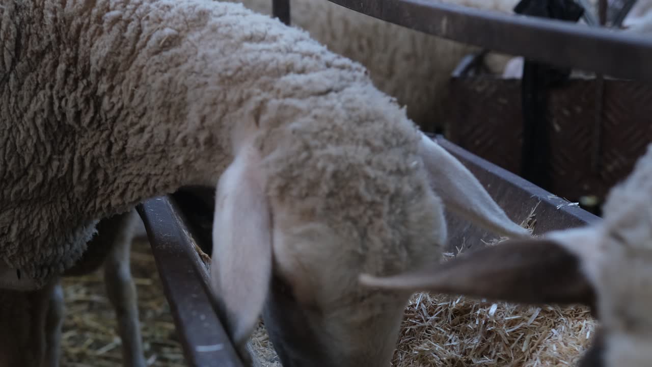 ovejas comiendo de un saldrón de hierro