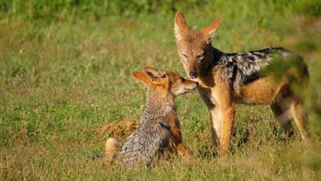 a mother black-backed jackal grooms her pup on the plains of the savanna in addo national park, port elizabeth, south africa