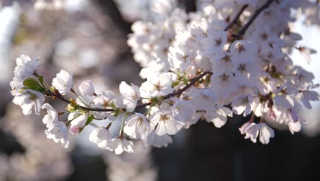 Flores-De-Cerezo-En-Primavera-En-Columbia-Británica,-Canadá