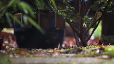 fixed shot of a blackbird under a bush while raining