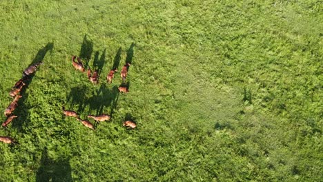 Luftdrohnenvideo,-Das-über-Eine-Herde-Von-Pferden-Fliegt