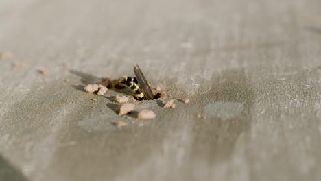 avispa alfarera limpiando su nido en un agujero de madera de escombros