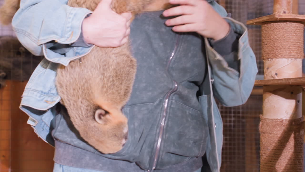 白い女性がハナグマを囲いの中に入れている様子。デニムのジャケットとジーンズを着用し、動物を木の止まり木とワイヤーケージのある屋内の保護施設で、ハシゴを使ってそっと生息地まで移動させている。手で体と尻尾を支えている。