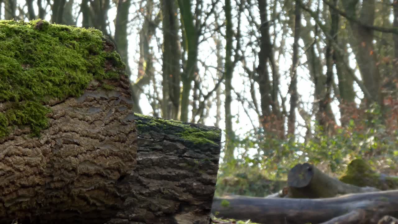 이끼 낀 삼림 지대 나무 줄기 타락한 삼림 벌채, 나뭇가지 사이로 비치는 햇빛