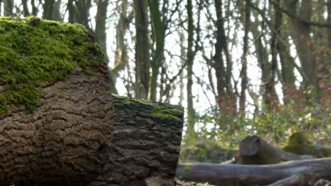 bosque cubierto de musgo tronco de árbol caído deforestación, sol brillando a través de las ramas
