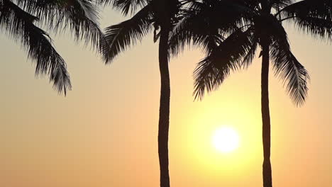 yellow sun between palms