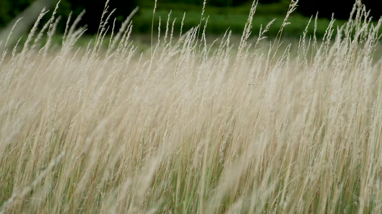 Yellow dry grass wobbles in the wind