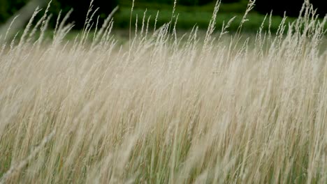 yellow dry grass wobbles in the wind