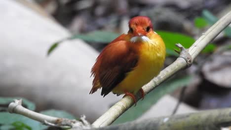 Ein-Orientalischer-Zwerg-Eisvogel-Oder-Ceyx-Erithaca-Vogel-Sitzt-Auf-Einem-Bambuszweig