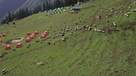 rebaño de ovejas esparcidas en un prado herboso en sar pass india - toma aérea