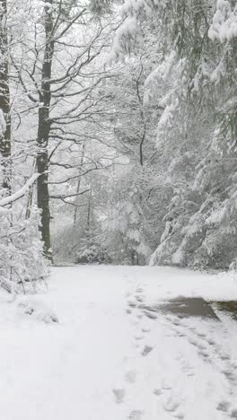 snowy forest path