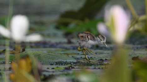 Hermosos-Polluelos-De-Jacana-Alimentándose-En-Un-Estanque-De-Nenúfares-Por-La-Mañana