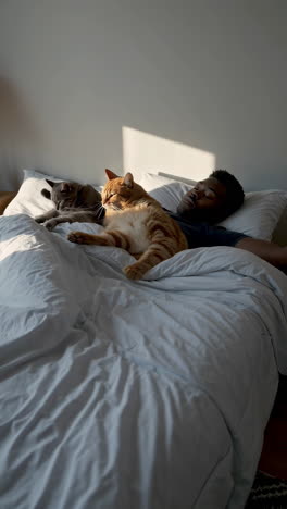 Man sleeping soundly in bed with two cats in the morning sunlight