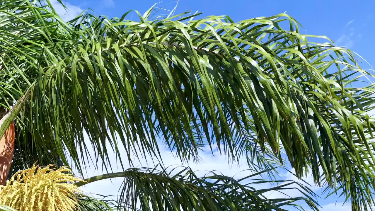 Tropical palm tree sways in coastal garden under clear blue sky, bright natural daylight