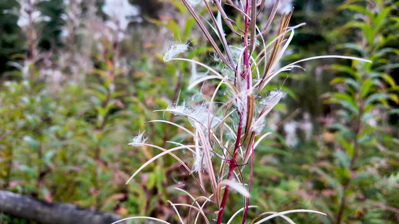 Close-up of a wild flower with white, fluffy seeds and red stems in a sunny field