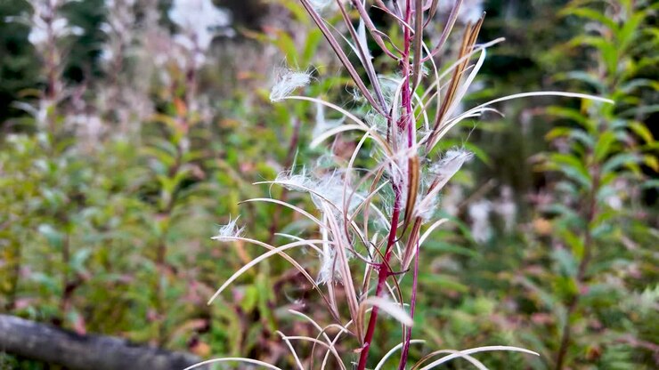 Primo piano di un fiore selvatico con semi bianchi e soffici e steli rossi in un campo soleggiato