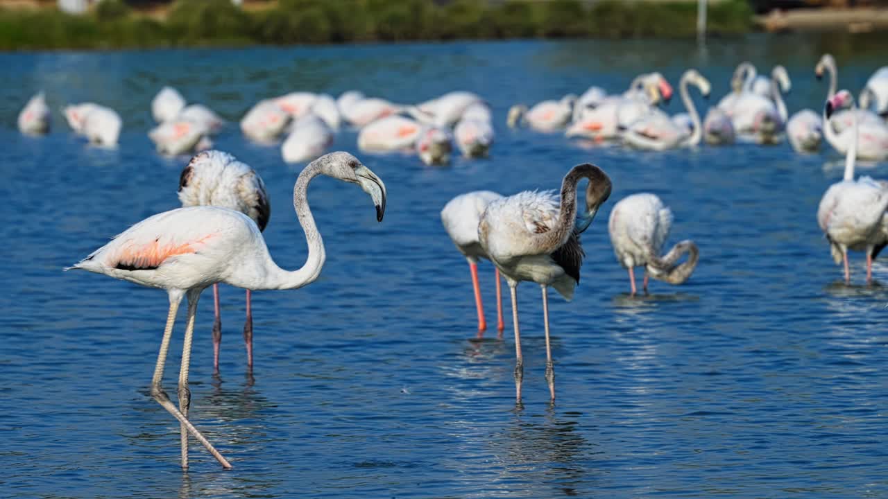 플라밍고 무리, 사회적인 바다새, 활기찬 분홍색 털, 야생동물