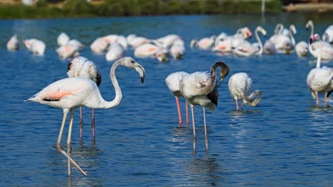 Flamingo-flock,-social-wading-birds,-vibrant-pink-plumage,-wildlife