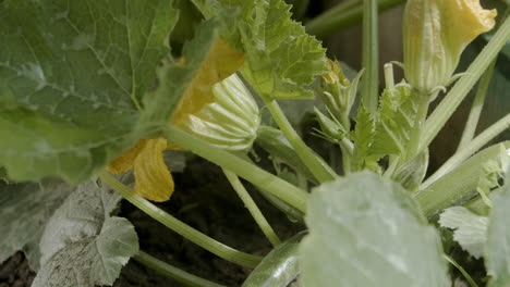 沿著 zucchini 植物向下傾斜,並在花園中開花