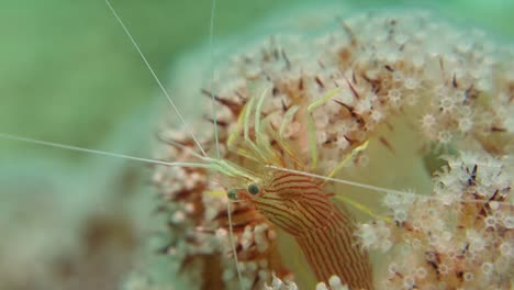 camarones limpiadores de menta de rayas rojas forrajes para alimentos en arrecifes tropicales de coral blando