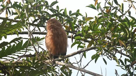 a fledgling seen looking to the back and then to its right to preen and then looks down moving its head around, buffy fish owl ketupa ketupu, fledgling, khao yai national park, thailand