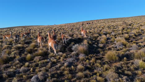 Herd of guanacos lama guanicoe camelids running on a dry, grassy hill in eastern Patagonia, Argentina, under a clear sky, showcasing the unique wildlife and landscape of the region, drone follow shot
