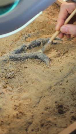 excavación y preparación de huellas de dinosaurios
