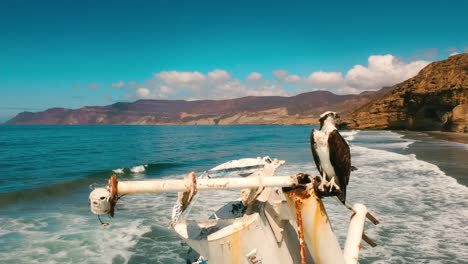 Aerial-Shot-of-a-Sunken-Ship-in-the-Pacific-Ocean-on-a-Sunny-Day-with-a-Bird-on-the-Top