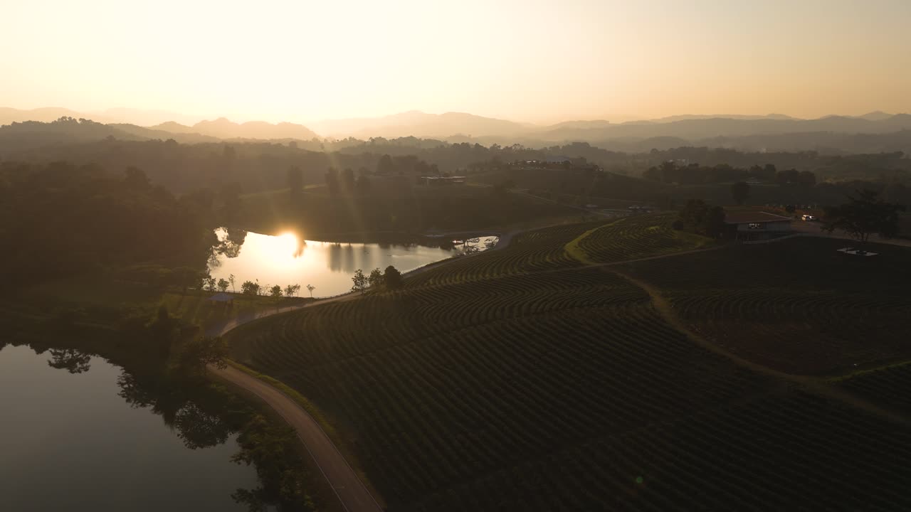 Piantagione di tè Choui Fong, paesaggio al tramonto, Thailandia del Nord