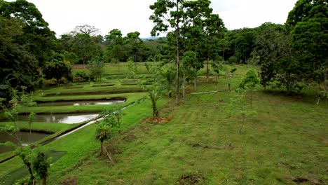 green lush farm fields in costa rica with trees and ponds