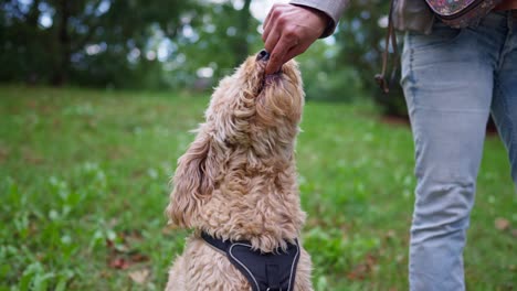 goldendoodle getting a treat from a woman's hand in a park