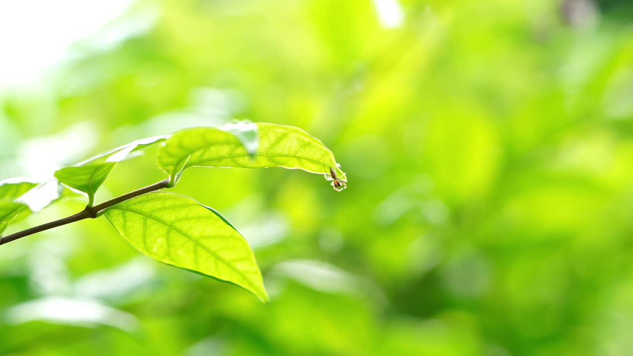 거미는 흐릿한 자연 배경으로 초록색 잎에 거미줄을 고, 녹색 잎의 가지에는 거미줄이 흐릿한 식물 배경에 있습니다.