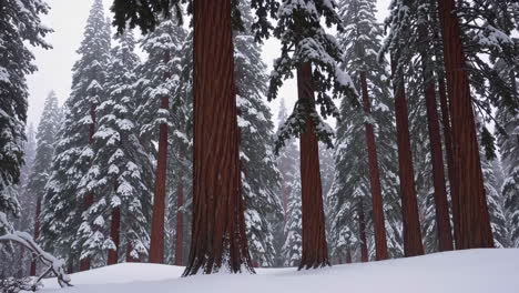 snowy redwood forest