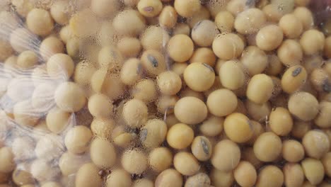 Soybean,-soy-bean,-or-soya-bean