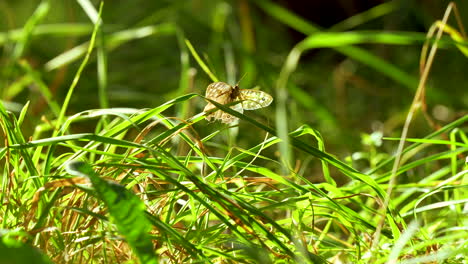 Mariposa-Posada-Sobre-La-Hierba-En-Un-Entorno-Natural-Soleado