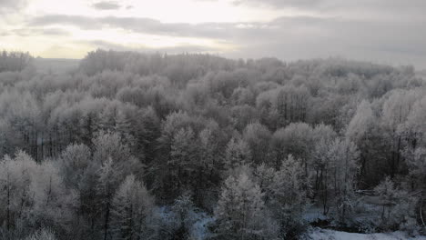 sunrise in winter forest, trees in frost, beautiful scenery, aerial view