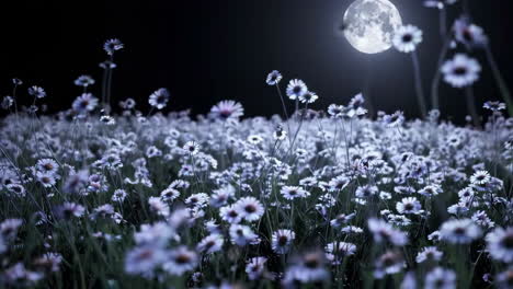 moonlit field of flowers