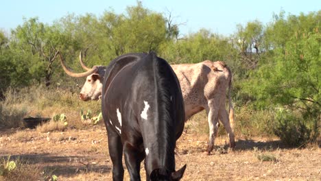 horse walking within longhorn herd